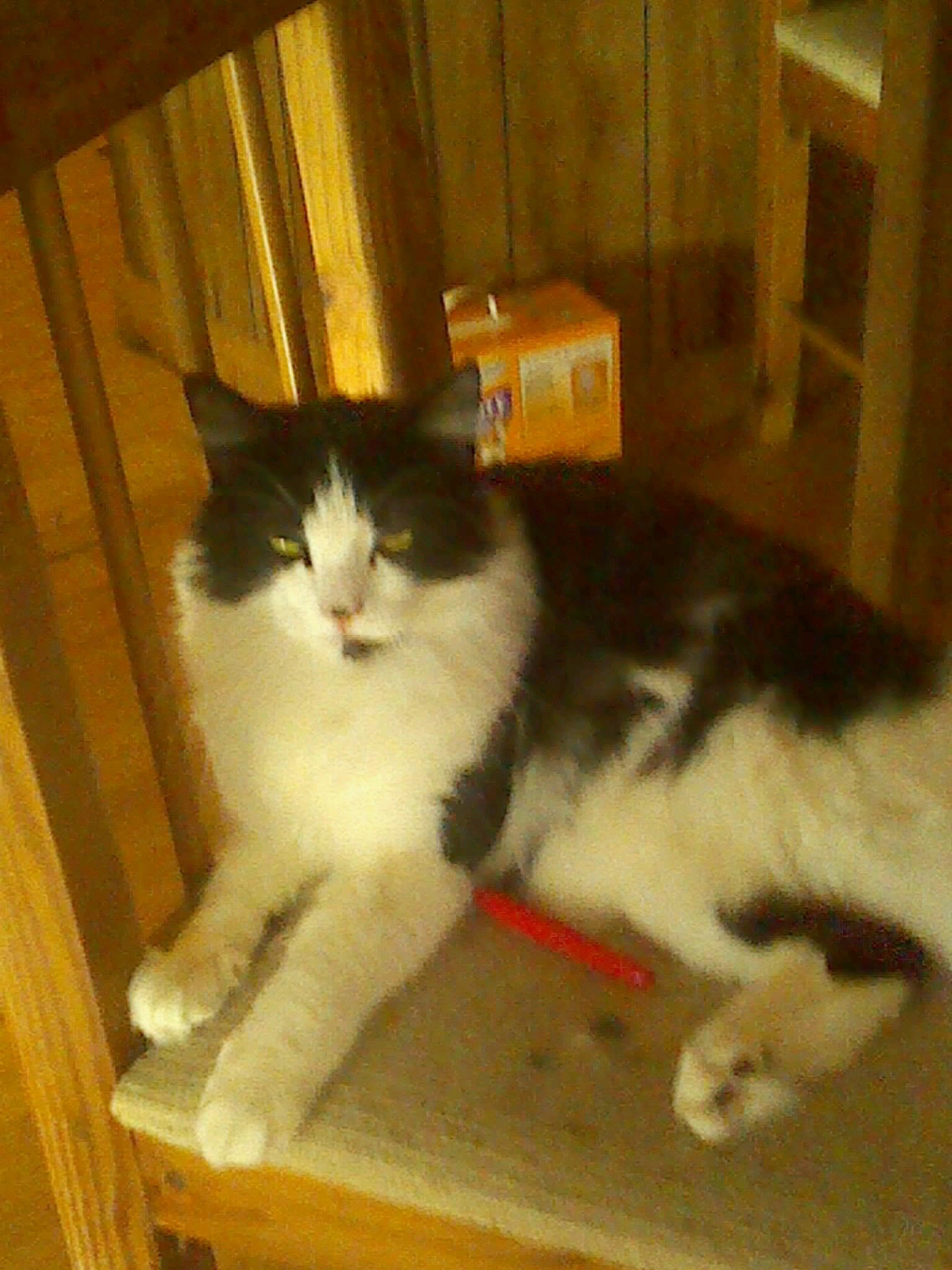 hi my owner is @lpsmegan125 i'm very nice ,loving plz follow me