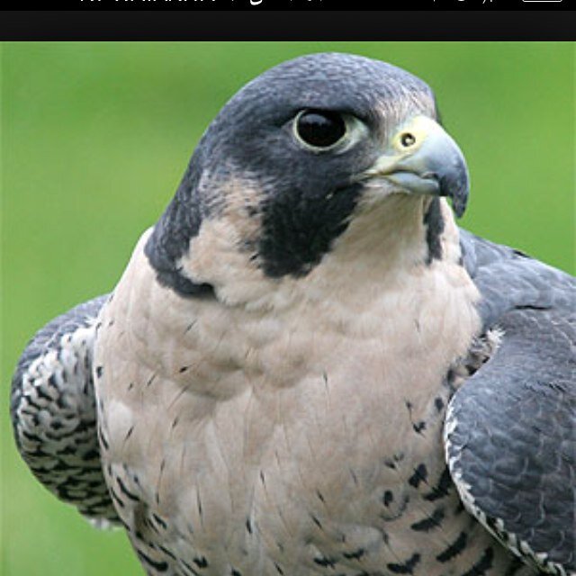 nwaaf1979's profile picture. 