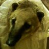 ritathecoati's profile picture. Animal lover, Aviation nut and sponge for anything interesting!