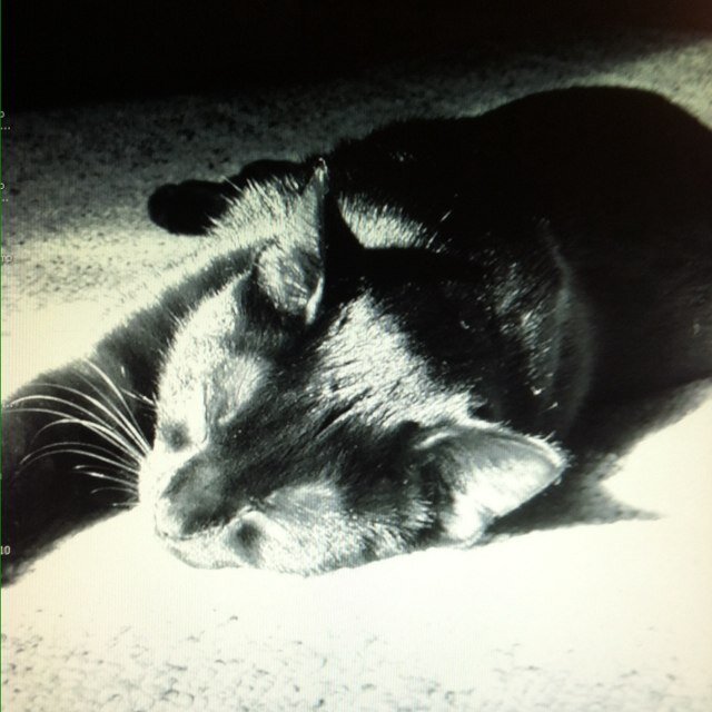 Assistant Director of Residential Housing at OHIO. South Green Rocks! I love Neil Diamond, my black cat Moxie and reading on my NOOK!