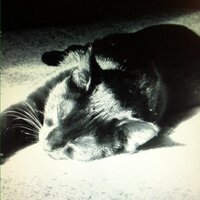 Chris ReghettiFeyler (@chrisreghetti) 's Twitter Profile