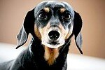 犬と感動的な映画が大好きです。また最近は名言集や感動する話などを読むのが好きです。適当に絡んでください。