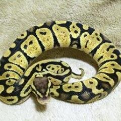 Free Ball Python Photos