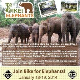 The Bring the Elephant Home foundation keeps fighting to get all Thai elephants off the streets by education, promoting animal friendly eco-tourism!