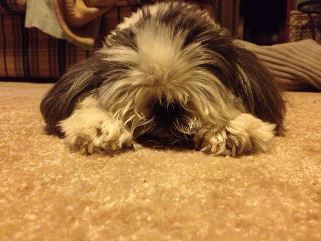 I'm Riley, a handsome Shih Tzu. I was adopted on March 10, 2008 and went to Heaven on December 19, 2013. I've left my sister in charge of my Twitter account.