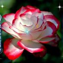 Elena Sandoval - @MyInfo65568260 - Twitter