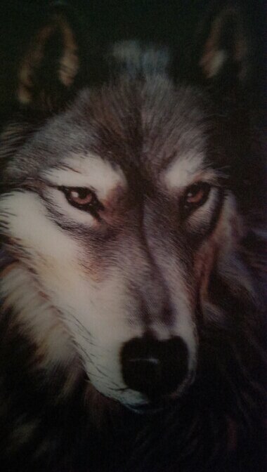 HoffmanLisa1's profile picture. Retiree and active member of the California School Employees Association.