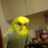 ピヨコのアイコン