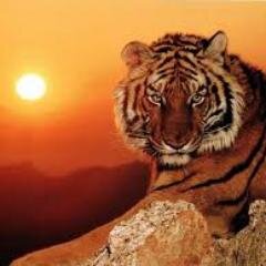 eu sou tigre voce e tigre mais eles nao