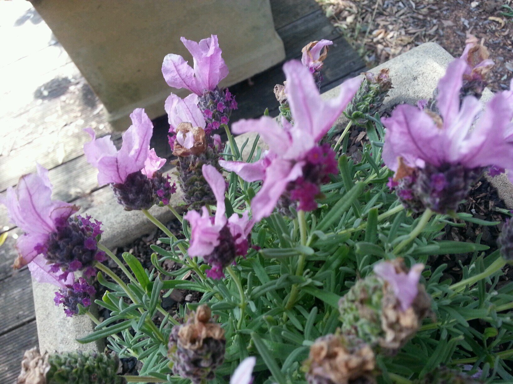 rhona_stew's profile picture. 