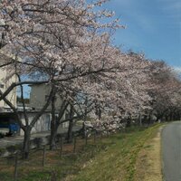 hikari012 (@hikarin012) 's Twitter Profile Photo