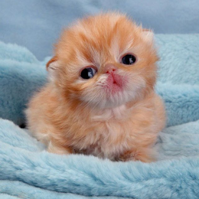 I ❤ cats