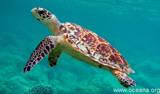 monicabambina1's profile picture. 釣りやります