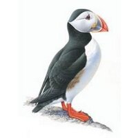 NeneValleyPuffins (@nvpspuffins) 's Twitter Profile