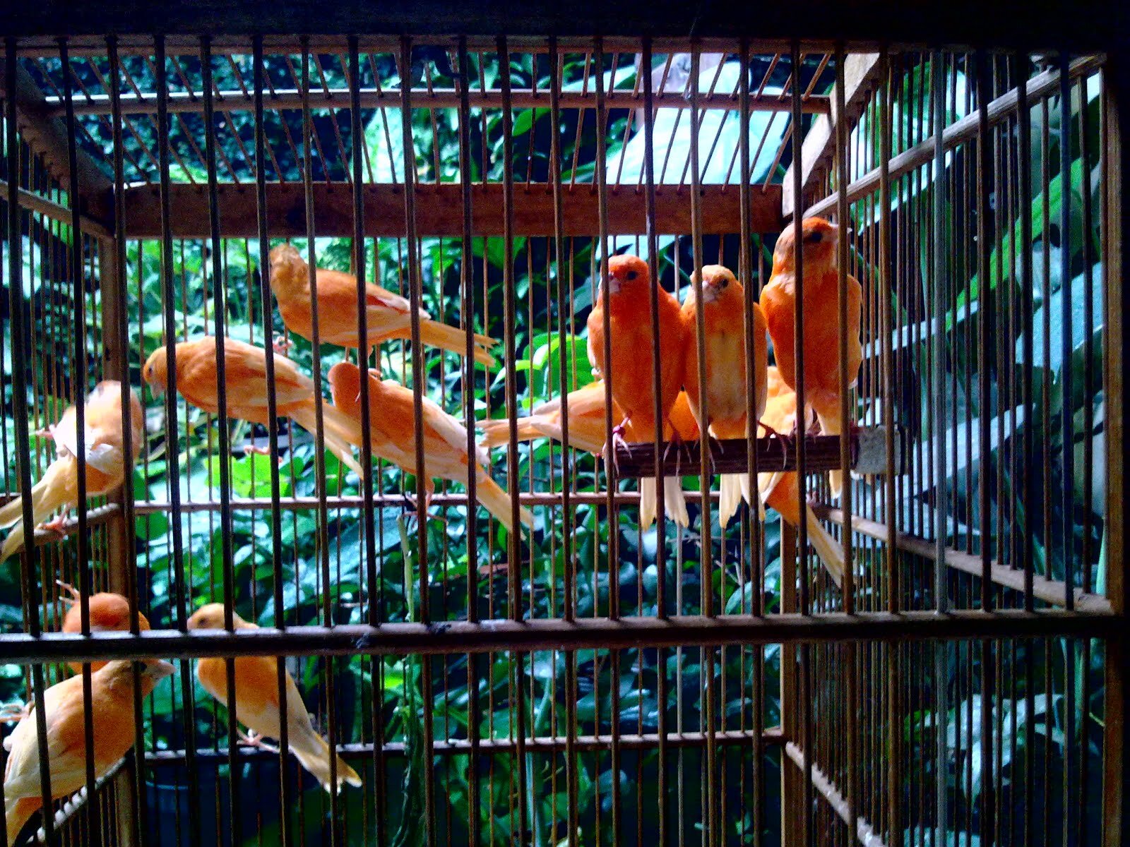 Kami menjual berbagai jenis burung kenari dan burung love bird | cekFav