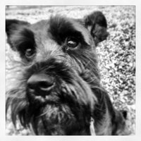 Ringo the Schnauzer (@mydog_ringo) 's Twitter Profile Photo