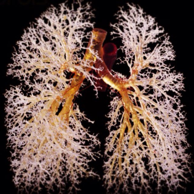 Training resources for Specialist Trainees in Respiratory Medicine in the North West