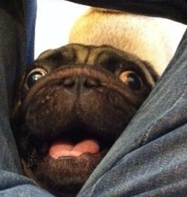 RebelRED_o's profile picture. (Markov Chain) LIMITLESS