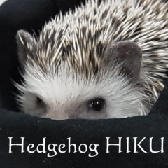 [⭐️Hiku♂] Mar/30/2011〜Feb/02/2016 公園で保護されたオスのハリネズミ [⭐️Mikue♀] Mar/09/2016生, お迎えMay/23/2016〜 Feb/19/2019 大阪生まれのポッチャリ女子