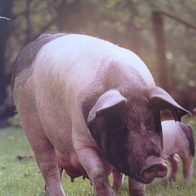 pigman_steve's profile picture. My views no one elses