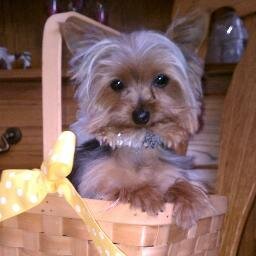 Yorkie lover, crafter, DCCS, EG Ministries and AUC fan