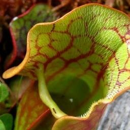 A landholding of the Bergen Swamp Preservation Society, this unique peatland bog preserve is a National Natural Landmark. Spare me one swamp.