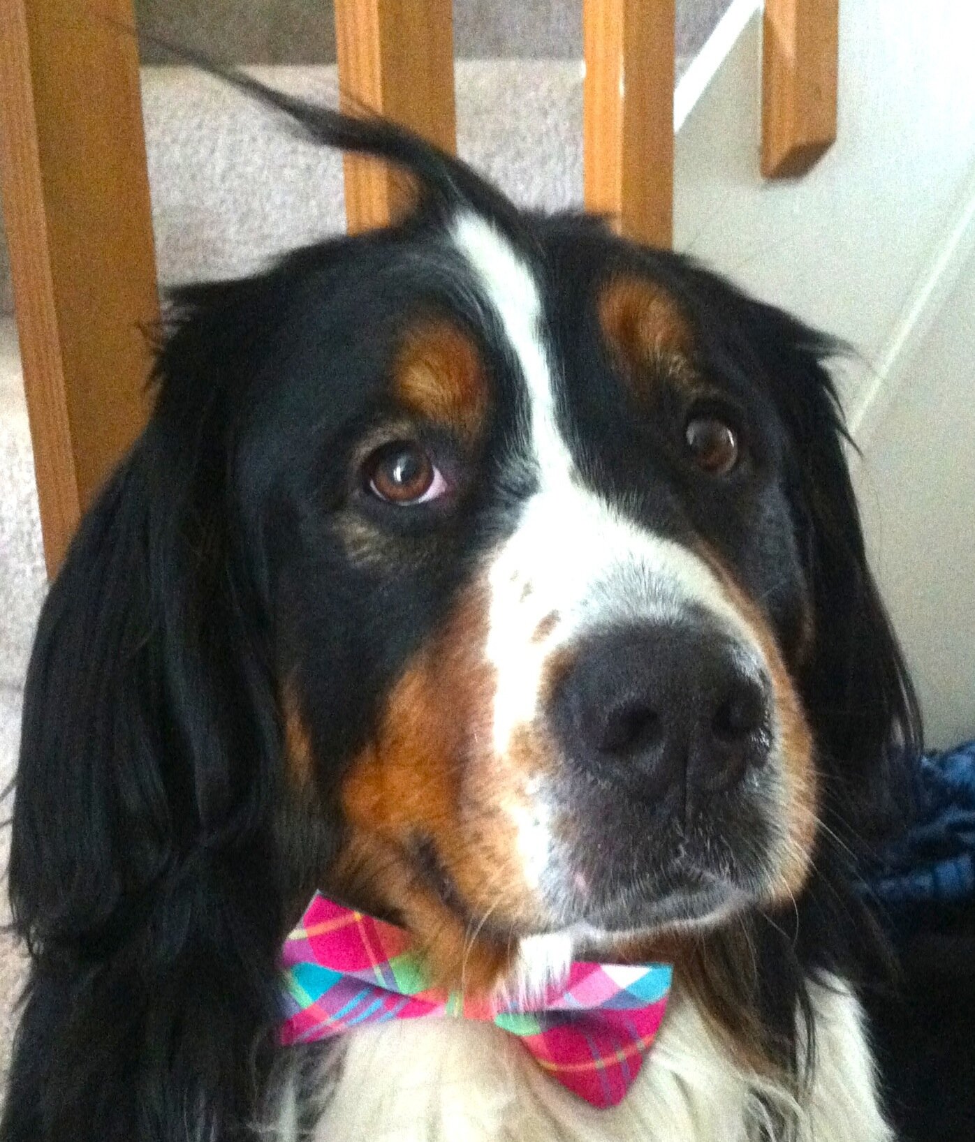 Love snacks. Can't live without my human. Give good hugs. Did I mention I love snacks?