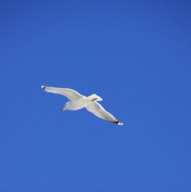 breezydoc's profile picture. To thine own self be true.