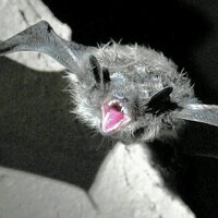 that one guy who thinks he's a bat (@pugnaciousbat) 's Twitter Profile