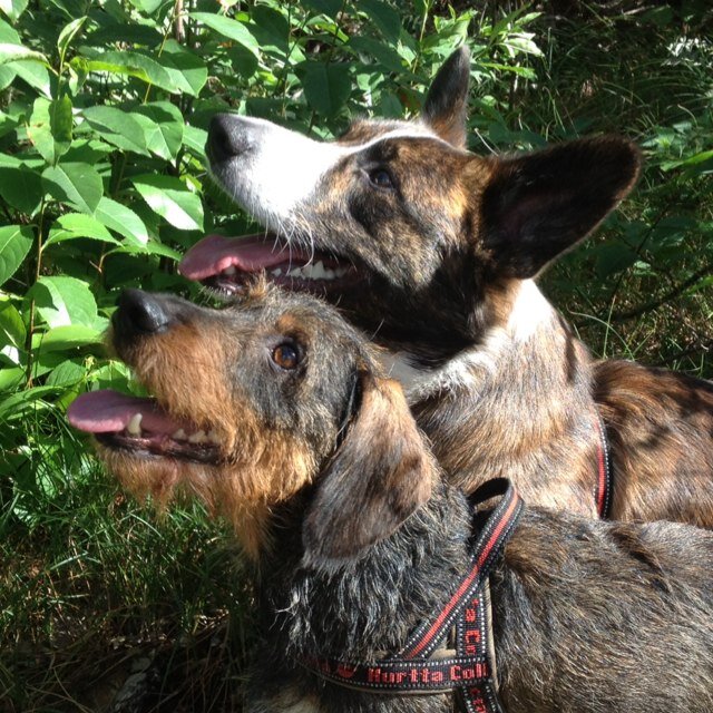 Een eerbetoon aan m'n honden: Standaard Dashond Ruwhaar 💫en Welsh Corgi Cardigan 💫 Maar ook over eten, uitjes en de leuke dingen des leven. Soms een klacht.