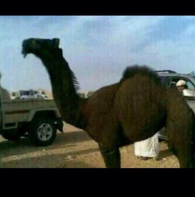 سودٍ ثمنها ضرب سيف ومحازم .. يوم الغنايم بالمحازم وبالسيف