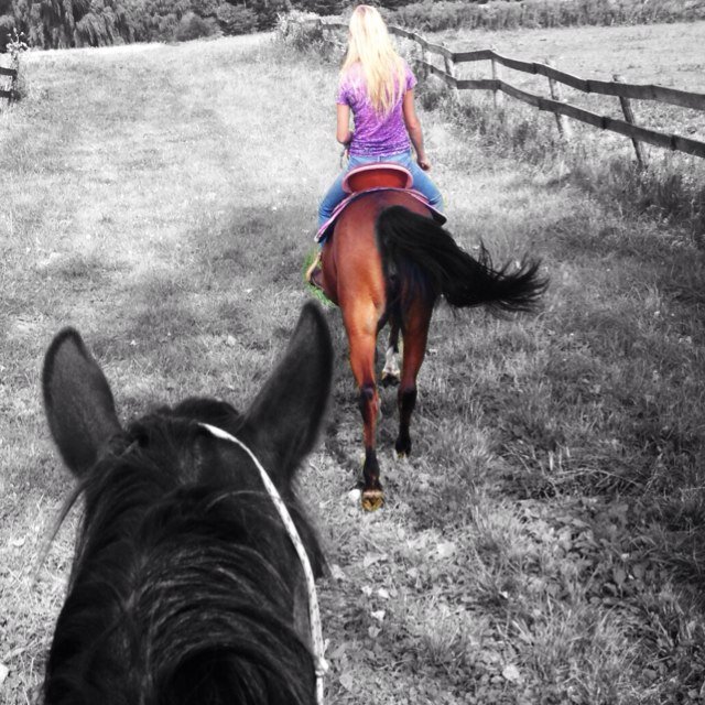 Horses, thats all I need.