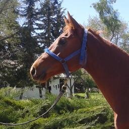 josebarrotti's profile picture. Pavarotti!