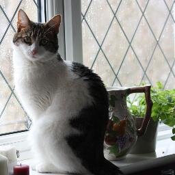 alanwallace4's profile picture. Executive Bin Man, Music enthusiast, Ex Pat Geordy, Sunderland Suporter, living in N Yorks