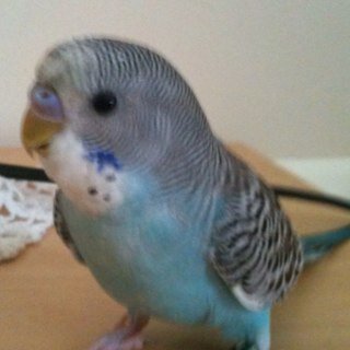 I love parakeets stormy and kiwi are my favorite