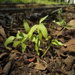 I Simpósio Interdisciplinar de Ciência Ambiental do PROCAM/IEE - USP