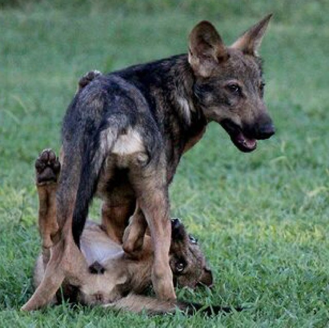 Safari_Madrid's profile picture. Muy cerca de Madrid podeis encontrar unos pequeños pedazos de los cinco continentes en lo que animales se refiere. 918622314