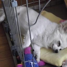 がんサバイバー10年生😊
天国支部移動チワワ♂🌈のママ🐶
白いロボット誘導馬に魅了され、お馬さんが大好きに🐎💕ギャンブルでは無く、純粋にお馬さんが直向きに走る姿が好き。今でも、オグリキャップの映像を見ると感動の涙が…
ビジネス、宗教、エロ、DMは❎