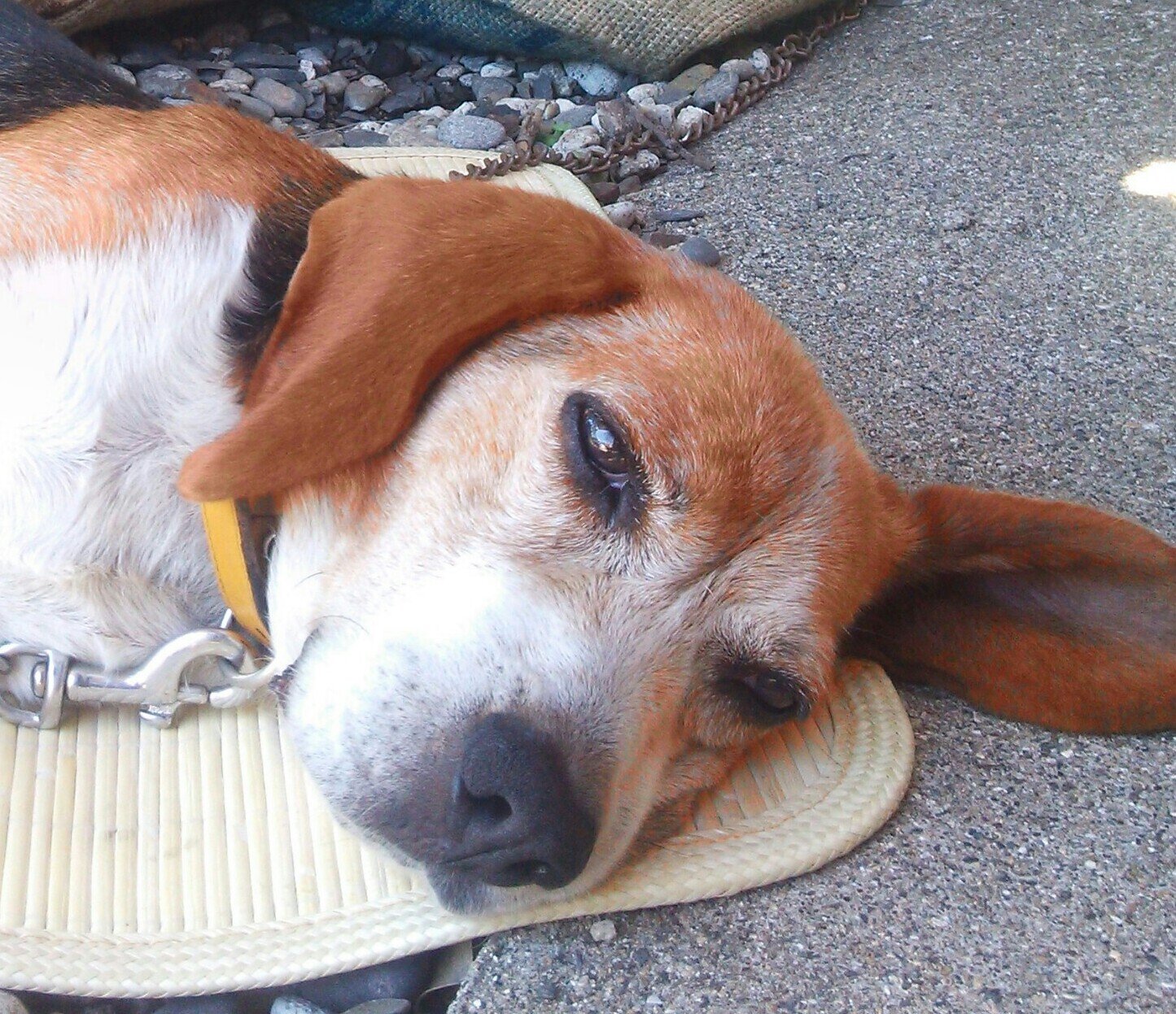 yosoyricorico's profile picture. 大自然に憧れ屋久島に移住して５年が経ちました。今は介護の仕事しています。日々大自然の中で生かされている事に感謝！山遊び、海遊び、川遊び大好き。今年はパートナーと農業も初めます！