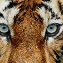 Rawr ;)