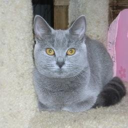 美味しいもの、旅行、野球、仕事、そして猫をこよなく愛しています。猫と過ごしている日々はプライスレス！