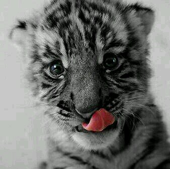 DeboDecirteQu's profile picture. Frases claras. Te gusten o no, son asi.