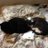 Testnonsense retweeted this