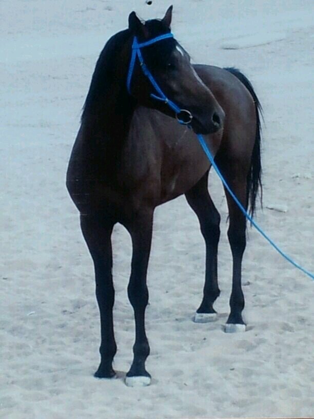 ‏‏‏‏‏‏‏ايه تبوك وعزي الخيل.....ومن طبعي الي يزعل من بﻻش يرضي من بﻻش