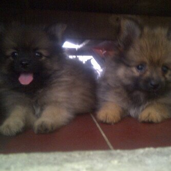 ♥ Dog