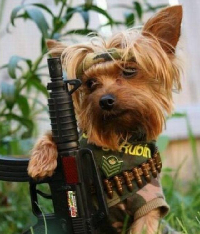 Engelwood's profile picture. Of all tyrannies, a tyranny sincerely exercised for the good of its victims may be the most oppressive. - C.S. Lewis