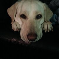 theDudecZech (@gonzohunt) 's Twitter Profile Photo theDudecZech (@gonzohunt) 's Twitter Profile Photo