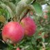 Fruit_Fanatic (@fruit_fanatic) Twitter profile photo