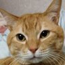 Sanga5521K's profile picture. 無言フォローどうぞ😁
国内、海外、代表サッカー観戦、京都サンガＦＣ🟣(JFL時代から見に行ってます、歳により記憶は曖昧😂)
犬、猫、ちいかわ、ナガノオールスターズ、ガンダム全般、ガルパンなど
ハイスタ、１０Ｆ等パンクロック、石井琢磨などピアニストも😀
釣りも琵琶湖メインで軽く海も楽しんでます😃