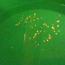 harveywebsock's profile picture. Conservative who loves family, God and Country